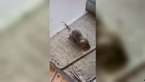 耗子视频,揭秘日常生活小技巧，轻松提升生活品质