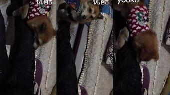 驴配马高清视频,一场跨越物种的视觉盛宴